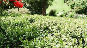England's Tregothnan Tea Estate