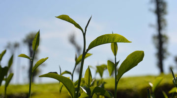 Tea leaves in Tea Estate