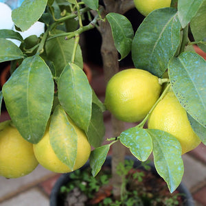 Bergamot Fruit - Used in Earl Grey Tea