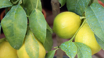 Bergamot Fruit - Used in Earl Grey Tea