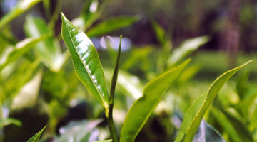 Tea Plants