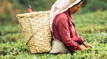Glenburn Tea Estate Picking