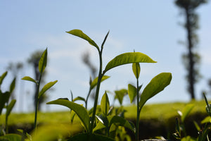 Tea leaves in Tea Estate